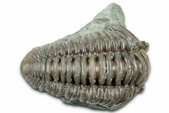 Long Prone Flexicalymene Trilobite - Indiana #325812